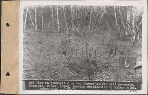 Red pine in plantation on the former Alfred Hall property, showing defoliation by gypsy moths, Prescott, Mass., June 23, 1944