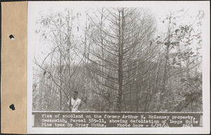 View of woodland on the former Arthur H. McKenney property, showing defoliation of large white pine tree by gypsy moths, Greenwich, Mass., June 23, 1944