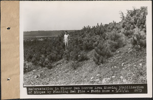 Reforestation in Winsor Dam borrow area showing stabilization of slopes by planting red pine, Quabbin Reservoir, Mass., Sep. 18, 1944