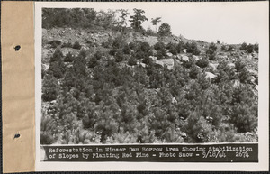 Reforestation in Winsor Dam borrow area showing stabilization of slopes by planting red pine, Quabbin Reservoir, Mass., Sep. 18, 1944