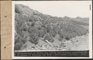 Reforestation in Winsor Dam borrow area showing stabilization of slopes by planting red pine, Quabbin Reservoir, Mass., Sep. 18, 1944