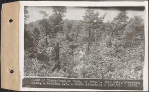 View of timberland on property of John H. Webb estate, looking southwest, Petersham, Mass., June 28, 1945