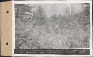 View of timberland on property of John H. Webb estate, looking northwest, Petersham, Mass., June 28, 1945