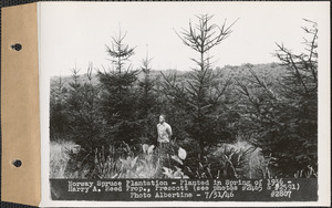 Norway spruce plantation, planted in spring of 1936, Harry A. Reed property, Prescott, Mass., July 31, 1946