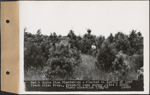 Red and white pine plantation, planted in spring of 1937, Frank Allen property, Prescott, Mass., July 31, 1946