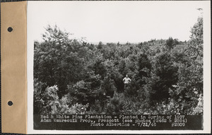Red and white pine plantation, planted in spring of 1937, Adam Waurecuik property, Prescott, Mass., July 31, 1946