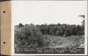 Red and white pine plantation, planted in spring of 1935, William F. Chamberlain property, Prescott, Mass., July 31, 1946