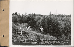 Red and white pine plantation, planted in spring of 1937, Mabel L. Wendemuth property, Prescott, Mass., July 31, 1946
