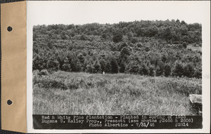 Red and white pine plantation, planted in spring of 1935, Eugene G. Kelley property, Prescott, Mass., July 31, 1946