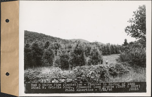 Red and white pine plantation, planted in spring of 1935, Ethel M. Grindle property, Prescott, Mass., July 31, 1946