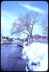 Snowbank and snow covered trees, Northbourne Road, Forest Hills