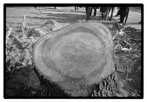 Tree removal