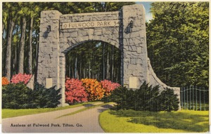 Azaleas at Fulwood Park, Tifton, Ga.