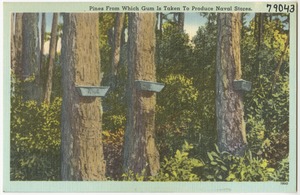 Pines from which gum is taken to produce naval stores