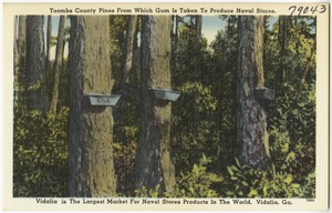 Toombs County pines from which gum is taken to produce naval stores. Vidalia is the largest market from naval stores products in the world, Vidalia, Ga.