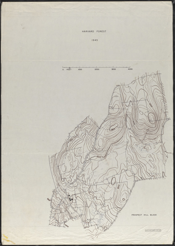 Harvard Forest 1945 Prospect Hill Block