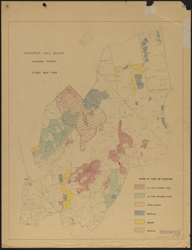 Prospect Hill Block Harvard Forest Stand Map 1946 Plantations - Cover at Time of Planting