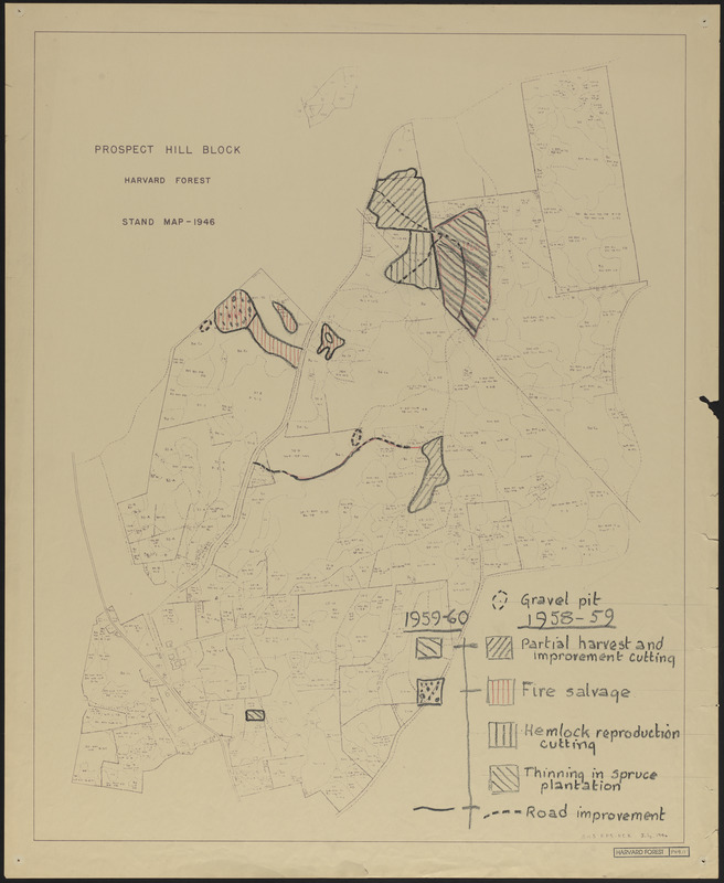 Prospect Hill Block- Forest Operations