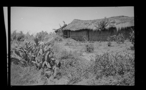 Thatched-roof hut and large cactus, Algeria