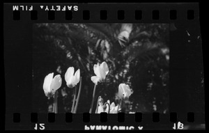Cyclamen flowers, Algeria