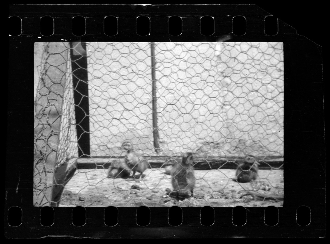 Chicks in cage, Algeria