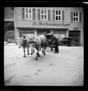 Oxen-drawn cart outside J. Schumacher, Waiblingen, Germany