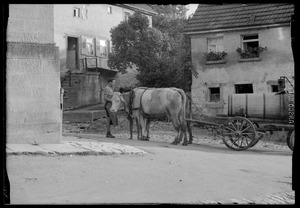 Ox and cart, Waiblingen, Germany
