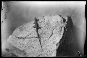 Lizard on rock, Fontainebleau, France