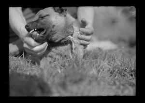 Dog biting hand, Rambervillers, France