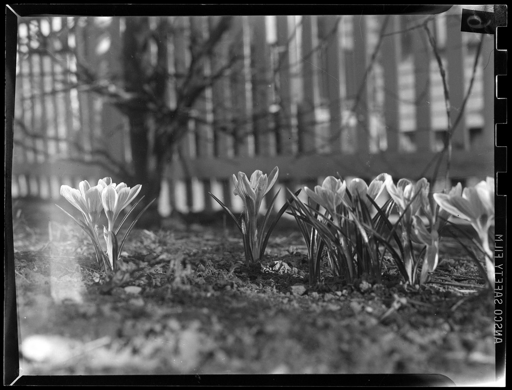 Crocuses