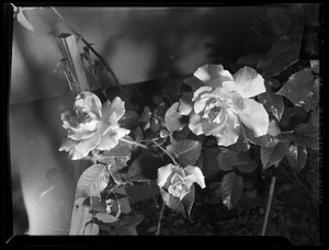 Roses