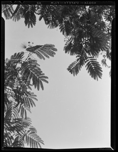 Mimosa tree