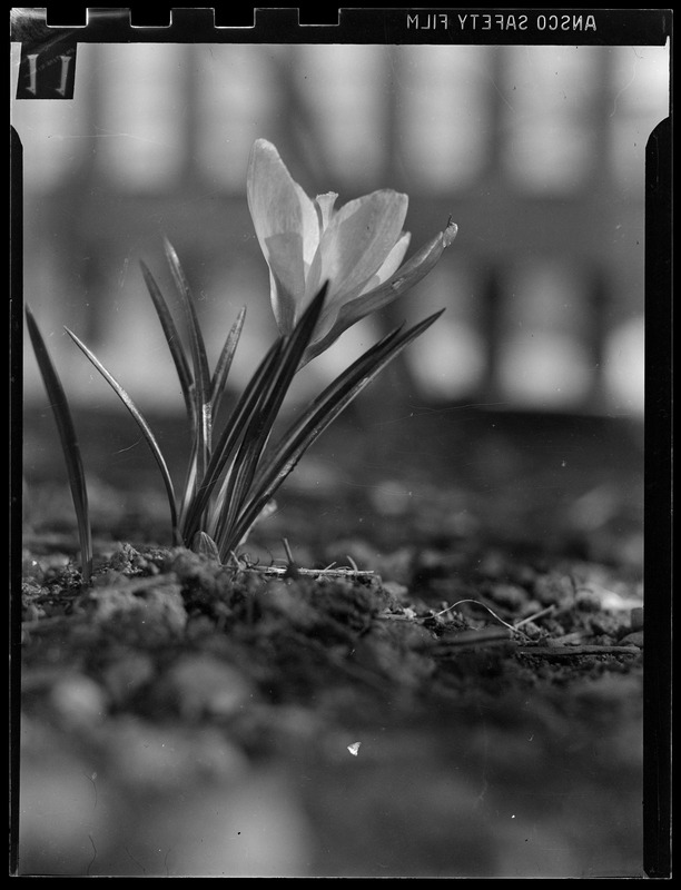 Crocus