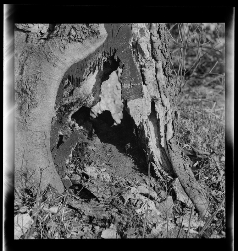 Tree trunk with cavity at base