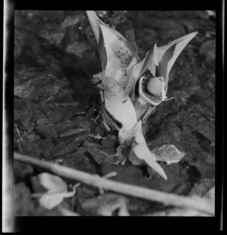 Skunk cabbage