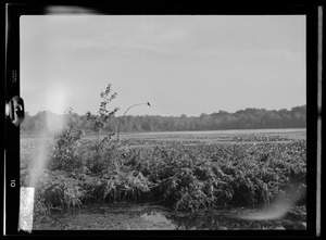 Hammond Pond, Newton, Massachusetts