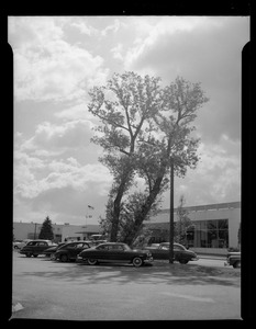 S. S. Pierce Co. at Chestnut Hill Shopping Center, Newton, Massachusetts