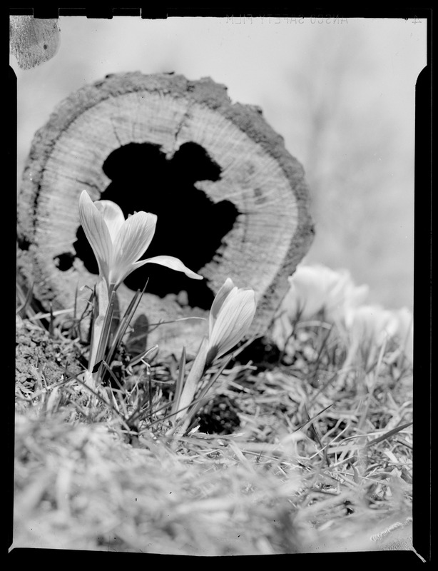 Crocuses