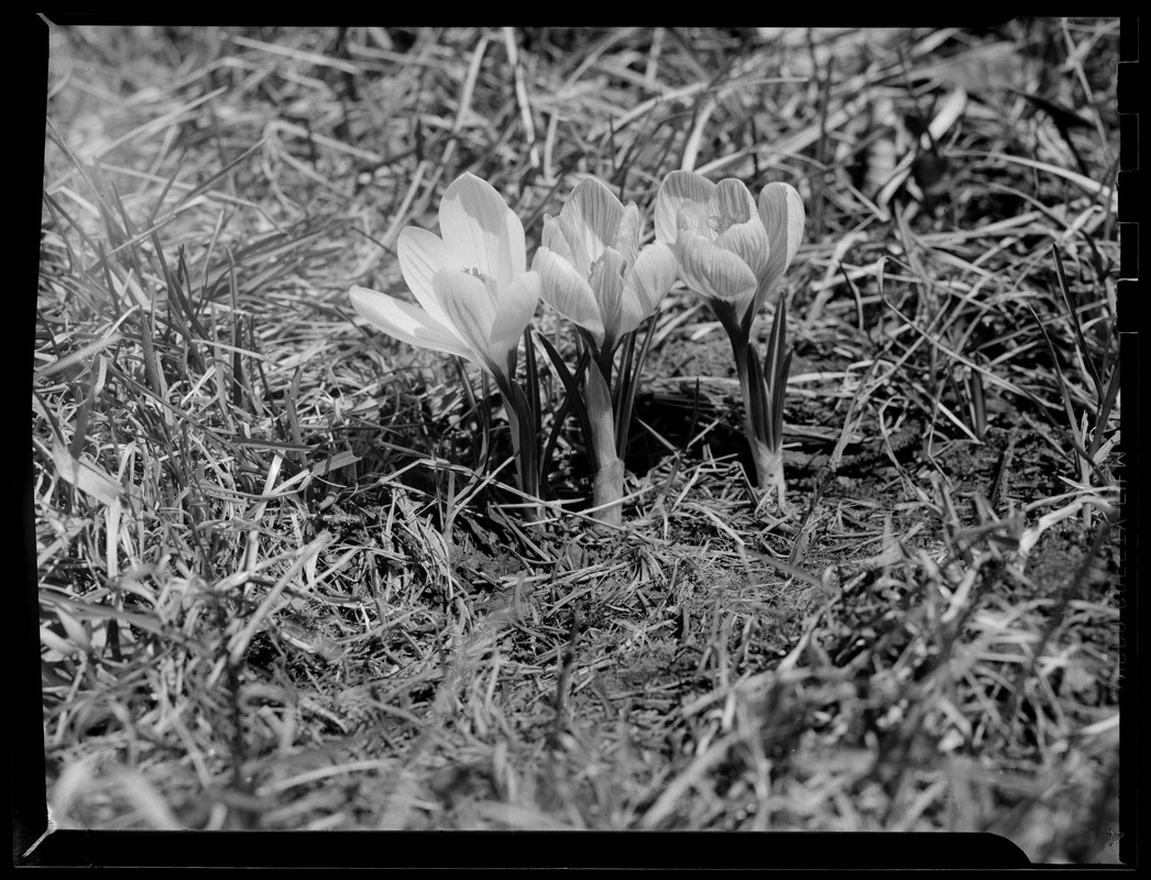 Crocuses