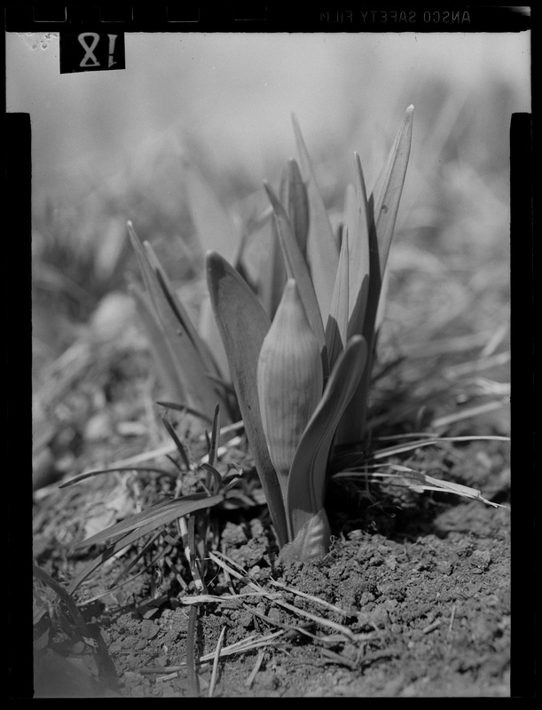 Crocuses