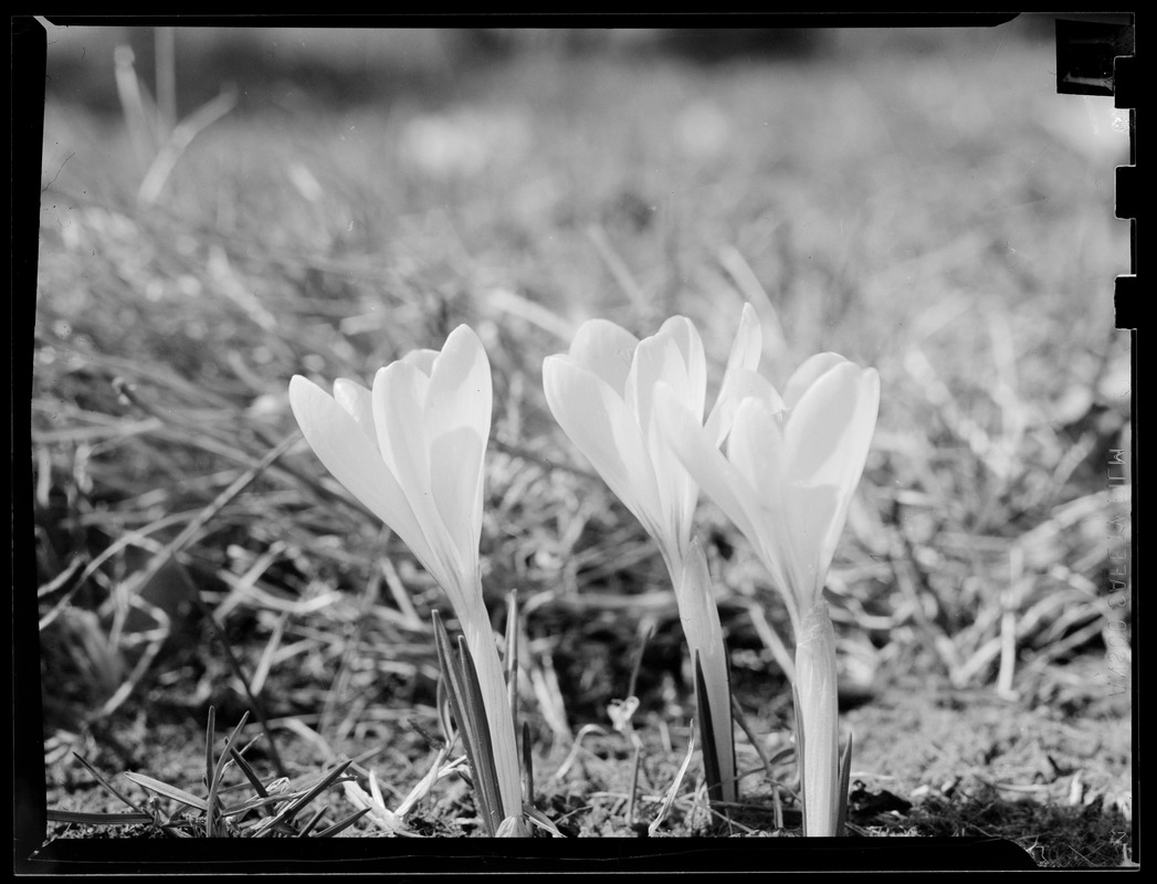 Crocuses