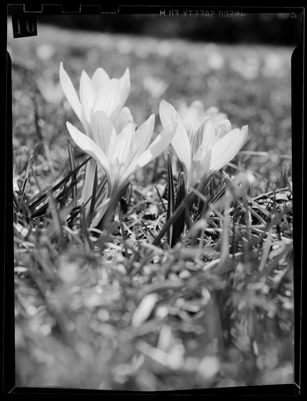 Crocuses