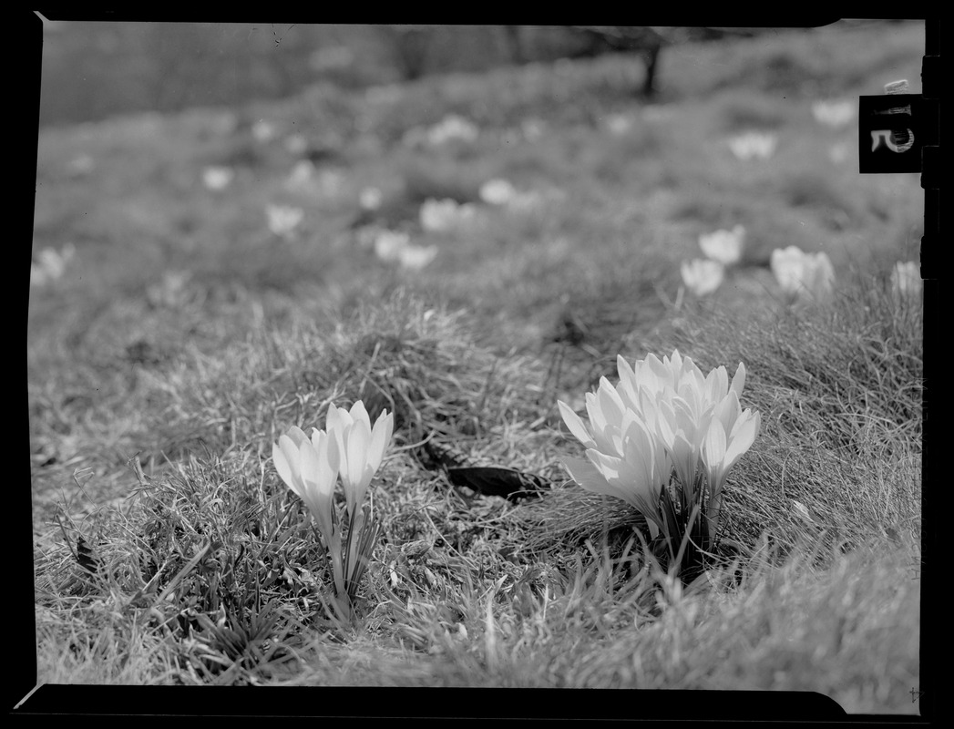 Crocuses