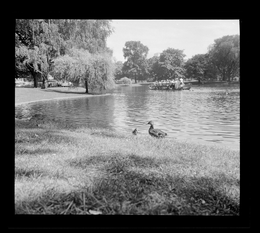 Sawn boat, Public Garden, Boston