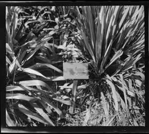 Yucca flexilis patens