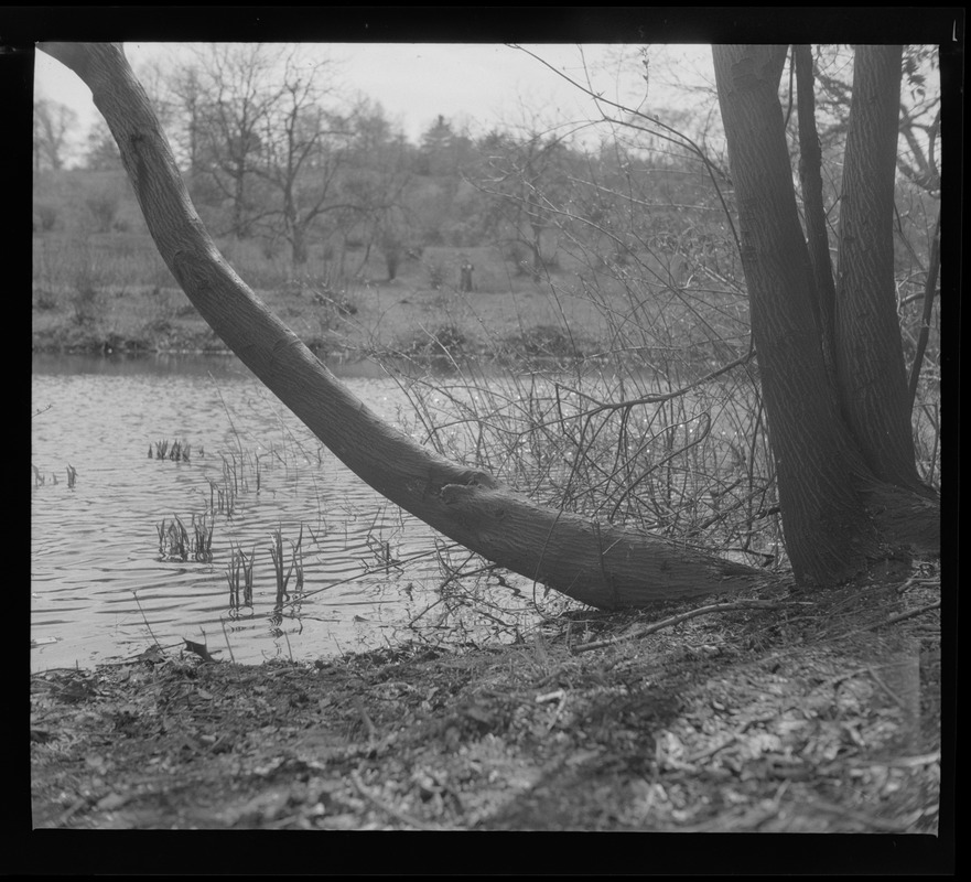 Trees and lake