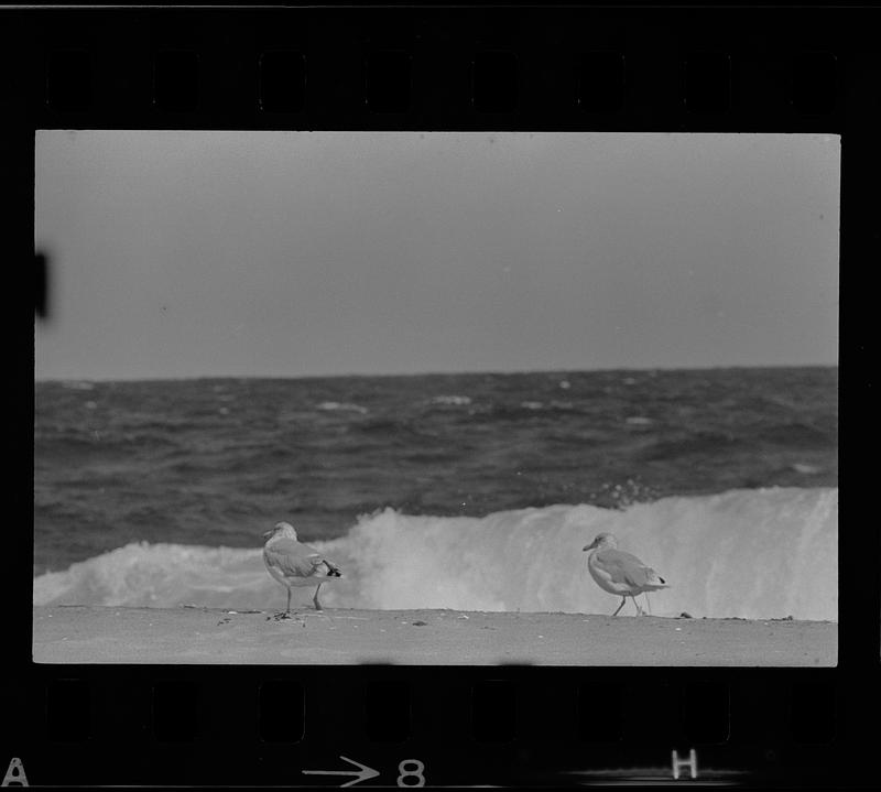 Plum Island beach and surf