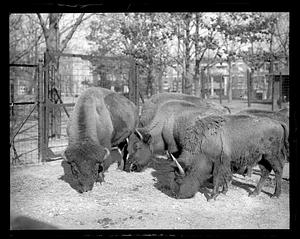 Buffalo, Franklin Park