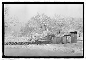 Snow covered street and trees