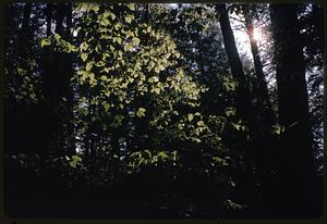 Light on leaves in forest